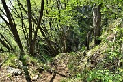 In Canto Alto (1146 m) da casa (Zogno, 310 m) ad anello il 7 maggio 2019 - FOTOGALLERY